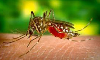 New mosquito that can transmit malaria discovered