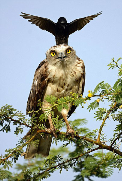 Crow defending a nest lands on eagle's head