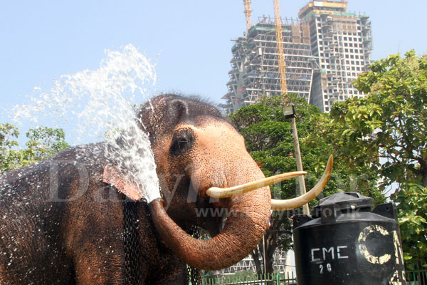 Bath for Perahera elephant