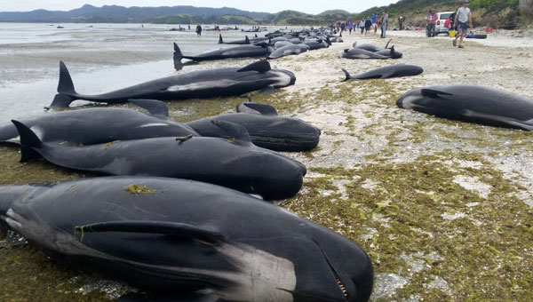 Whales stranded on New Zealand beach