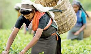 Sri Lanka February tea output falls 19.7%