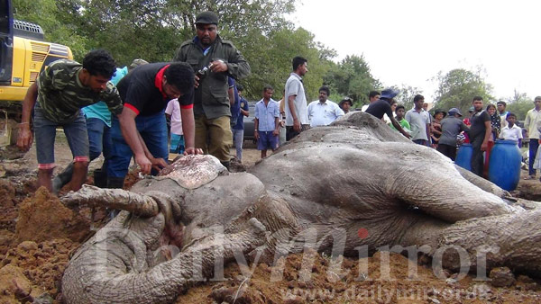 Injured tusker gets treatment, food  