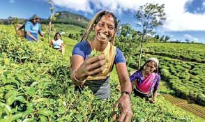 Ceylon Tea global tea promotional campaign delayed yet again 