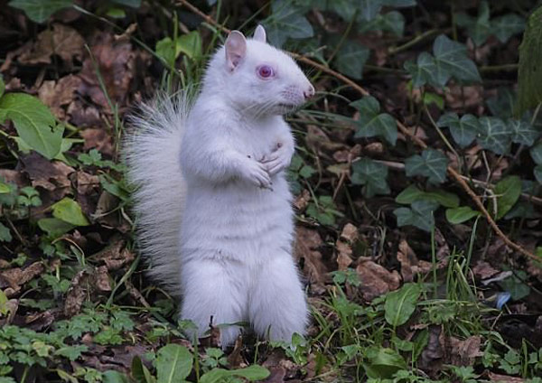 Rare albino squirrel posing in his ‘white suit’