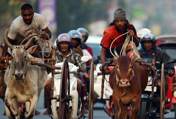 Traditional cart race... 