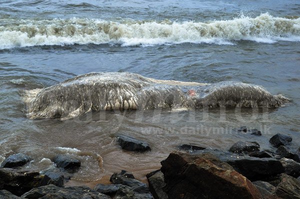 Video: Body of dead whale washes ashore