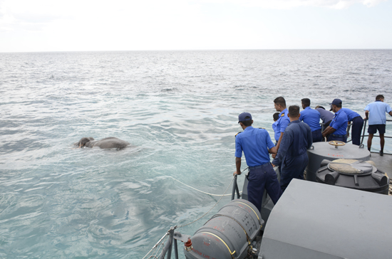 Navy rescues Jumbo at sea