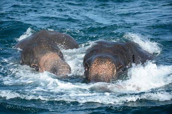 Video: Navy rescues 2 more jumbos from sea