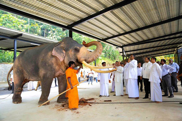 A shade for Maligawa elephants