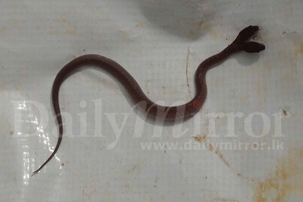 Two headed cat snake found