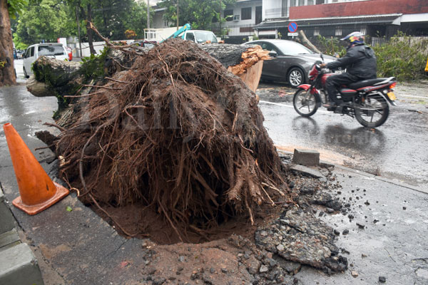 Fallen tree on Ward Place removed