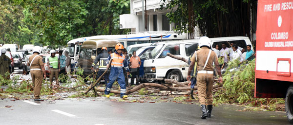 Trees uprooted in Perahera Mawatha