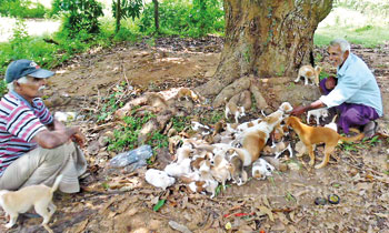 Fifteen dogs, 70 pups and 1 bitch found dumped in paddy field