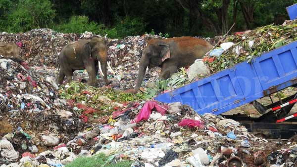 Garbage menace reaches forest reserves