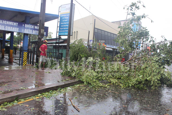 Falling trees in Moratuwa