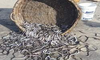 Hundreds of sea snakes caught in fishing nets - Breaking News | Daily ...