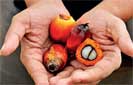 Planters’ Association calls for greater support for oil palm sector