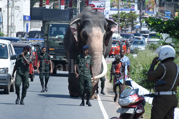 Majestic tusker