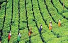 Tea industry overview – January to September 2017