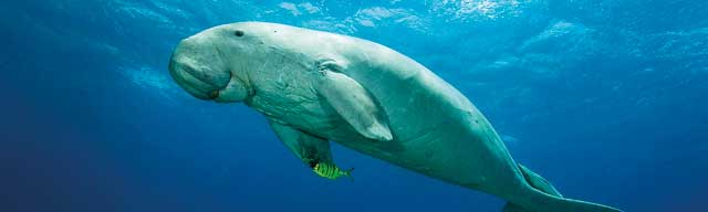 The Dugongs under an imminent threat