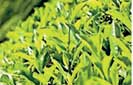 Record price for Verallapathna Estate teas