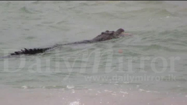 Saltwater croc in Ambalangoda