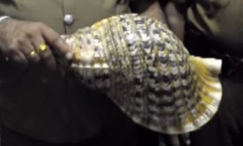 Four suspects arrested while in possession of conch shell