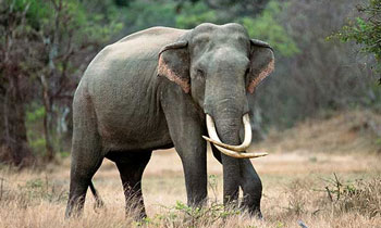 Body parts of another tusker found