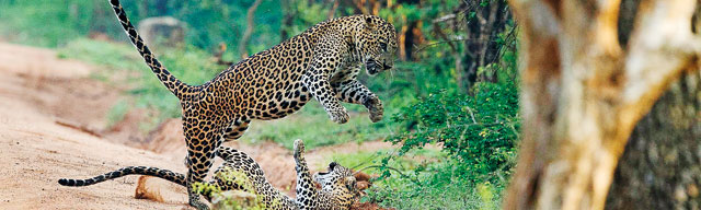 Social life and survival strategies of the  Sri Lankan Leopards