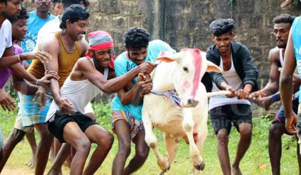 Bull fighting again in Jaffna