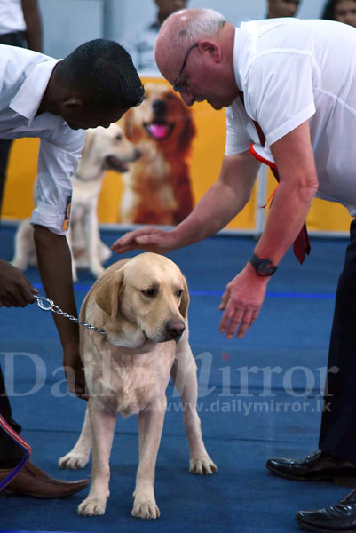 Dogs on show