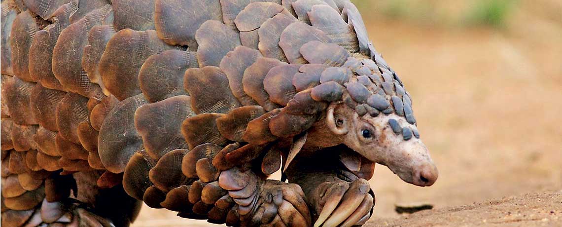 Frozen pangolin at a Chinese restaurant  CHINA'S INSATIABLE LOVE FOR PANGOLINS PUTS ISLAND ON ALERT