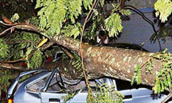 Tree falls at Dutugemunu Mawatha, one injured