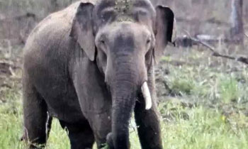 Yala Gemunu loses one tusk in fight