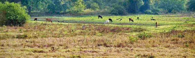 Villachchiya villagers fear drought will worsen