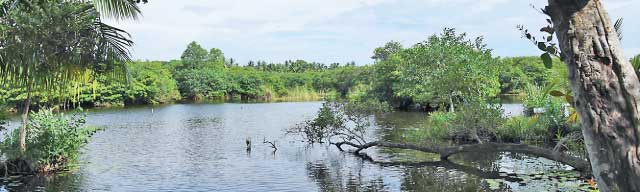 land-filling damages Muthurajawela’s  ecosystem