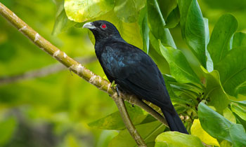Cuckoo bird quiet due to mating season