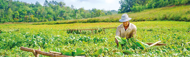 Article on tobacco farming: misleading