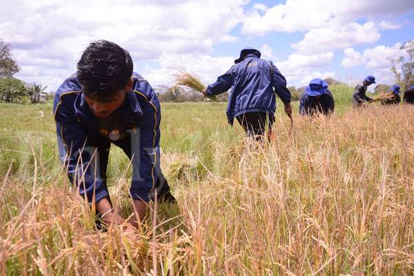 Paddy harvesting