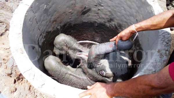 Baby elephant fallen into well rescued