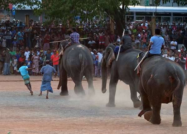 Elephant race in Homagama