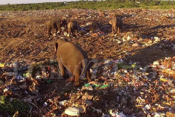      Garbage eating jumbos 