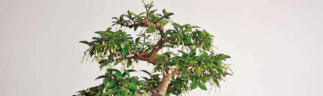 Bonsai - Beauty of a living art