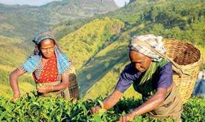 Ceylon Tea risks losing  Japanese market