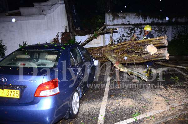 Tree falls across Maitland Place