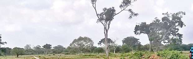 Arisimalai encroachment: WHO IS TO BE BLAMED?