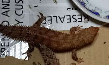 BIA Customs thwart attempt to smuggle chameleons