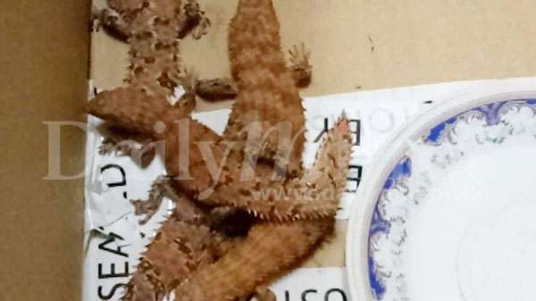 Customs thwart attempt to smuggle chameleons