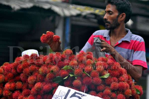 Season of Rambutan