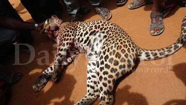 Leopard killed after it mauls 10 people